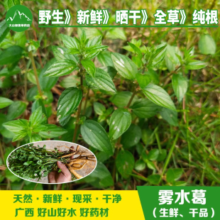 现挖新鲜雾水葛 雾水葛整株带根中药材糯米藤 捆仙绳 咄脓膏 包邮