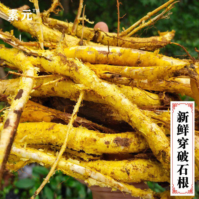 广西新鲜穿破石纯川破石根地棉根