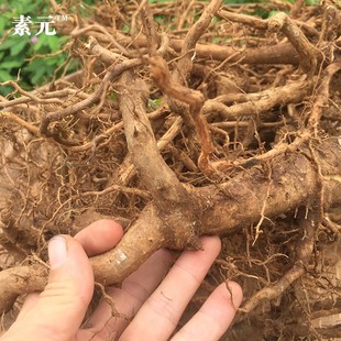 新鲜臭牡丹根 现挖中草药矮桐子鲜品臭枫根臭芙蓉纯根 500g 包邮