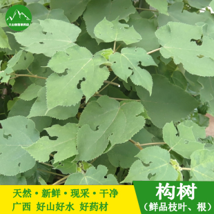 新鲜构树叶 楮桃树叶 构树根 楮桃树皮熬水泡澡新鲜中药材构树根