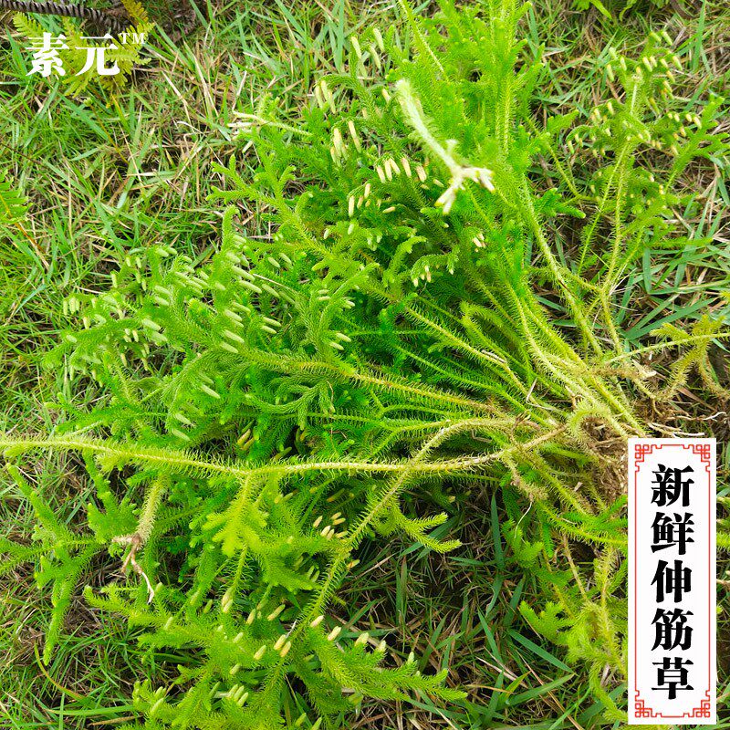 广西野生伸筋草 现采小伸筋草 中草药舒筋草新鲜通筋草 500克包邮