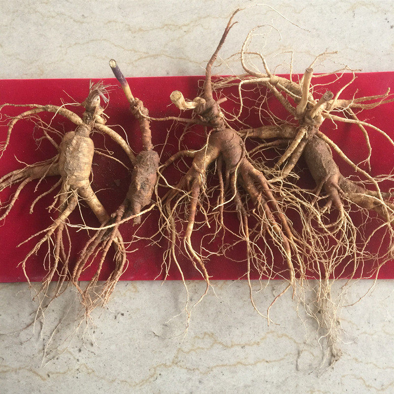 Sun boss Forest Meet the Senate Stub Forest Senate fresh Chicken Paojiu 250 gram 130 elementin the Traditional nourishing food , Ginseng tonic , Wild ginseng  category - from Buy2taobao.com to provide professional Taobao agent buy service