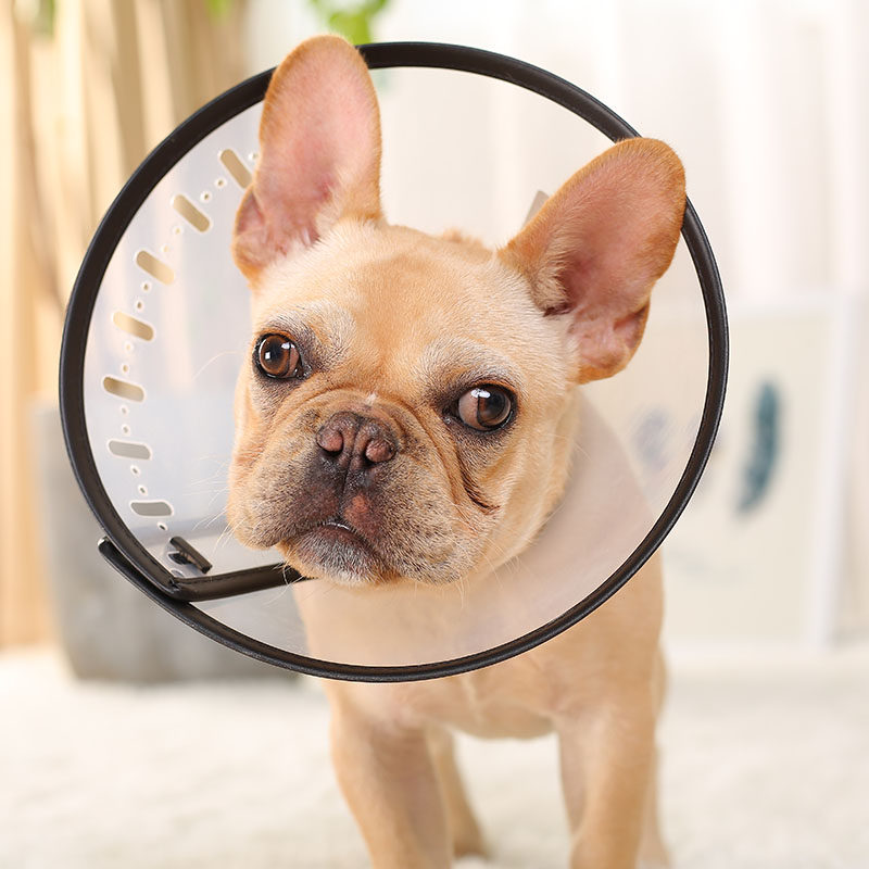 伊丽莎白狗狗套头罩萨摩耶头套防咬防舔圈法斗脖套颈圈宠物狗项圈