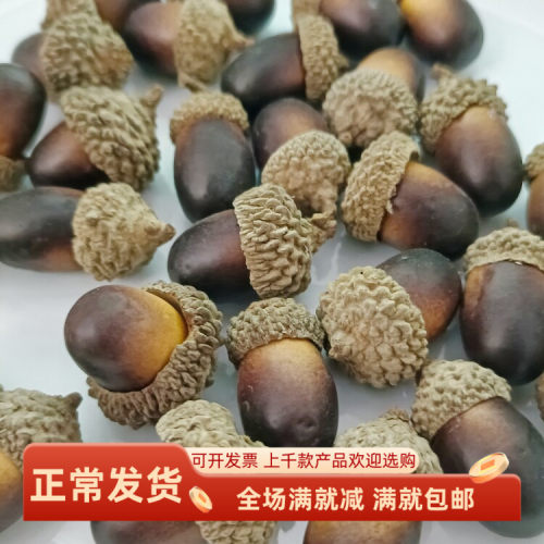 仿真橡果儿童摄影道具装饰品教学