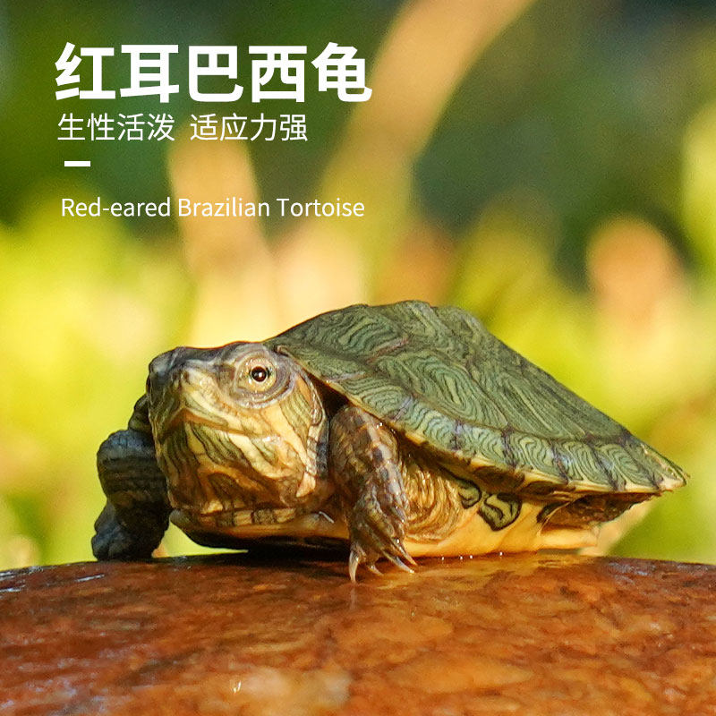 小乌龟巴西龟儿童宠物龟活体活物红耳龟网红观赏中华草龟_虎窝淘