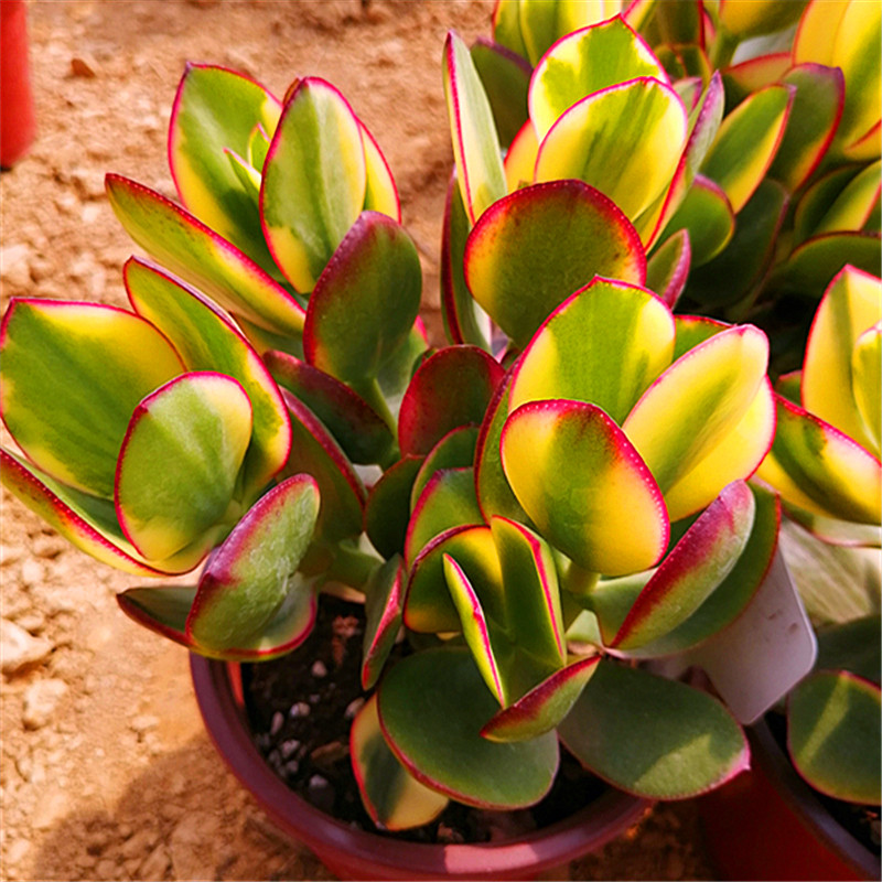 名贵多肉植物新花月锦高档老庄多肉植物大株超大多肉特大稀有品种 懿多肉批发基地 淘优券