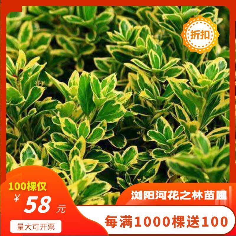 金边瓜子雀舌黄杨苗四季常青绿篱庭院绿化别墅工程苗