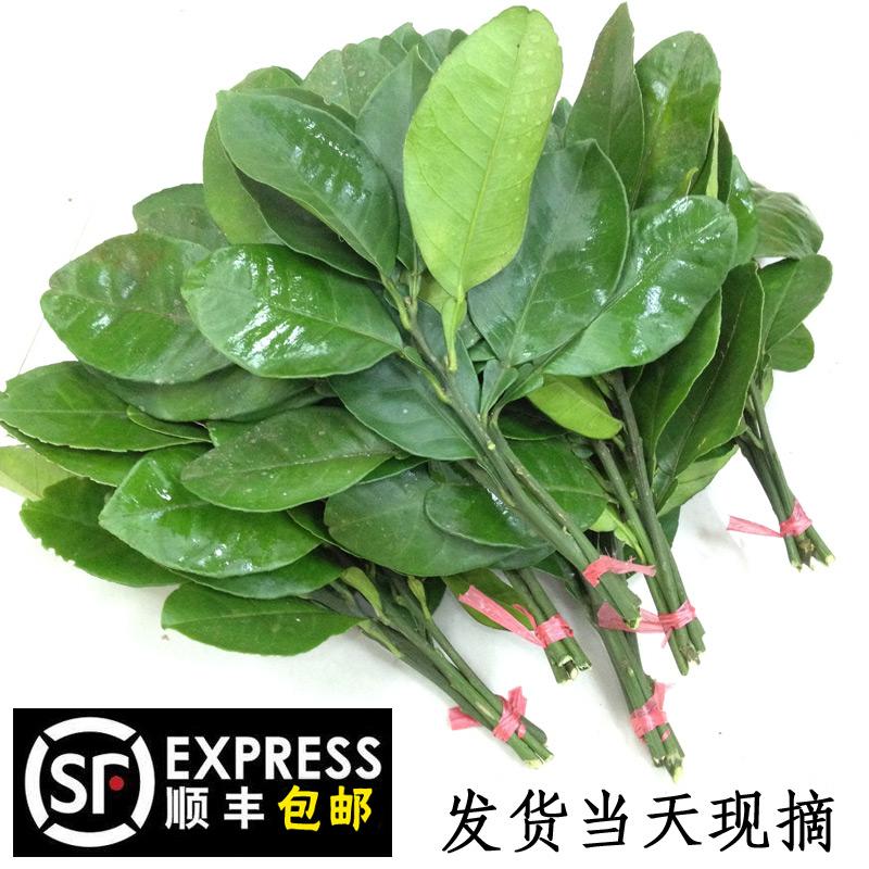 柚子叶新鲜现摘顺丰包邮