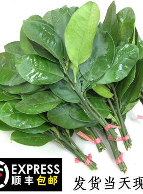 新鲜柚子叶顺丰包邮碌柚现摘带枝老树柚子叶青团带枝树叶子