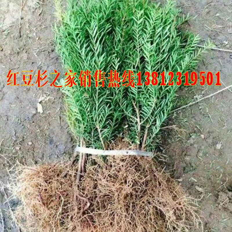 东北红豆杉室内外净化空气
