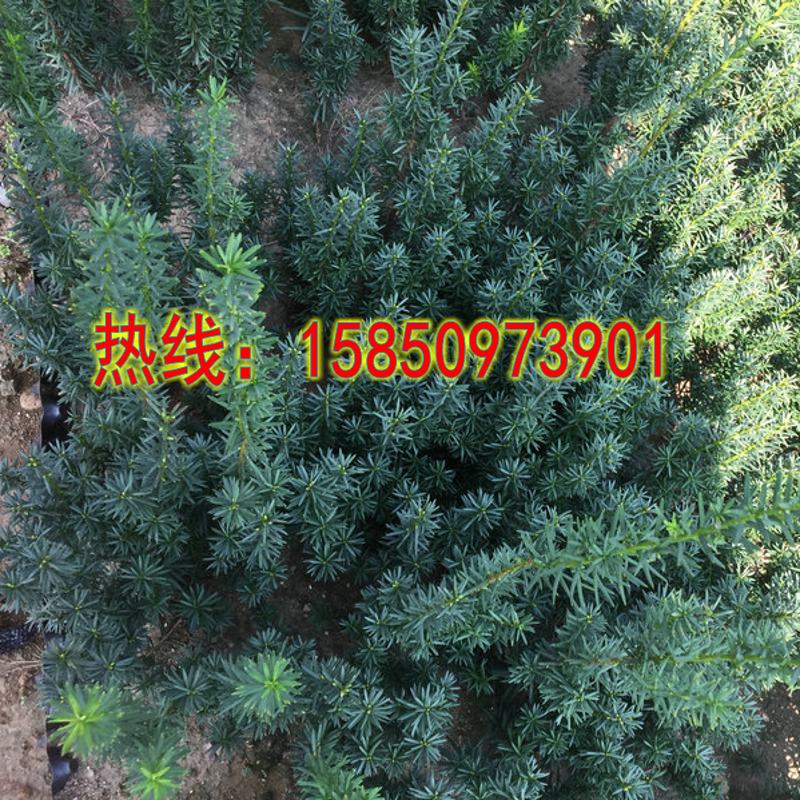 红豆杉小苗庭院小区净化空气