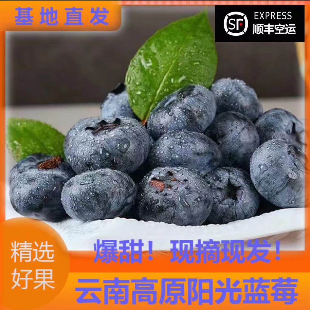 蓝莓基地直销好吃脆甜健康大粒顺丰空运l25品种净重1500g