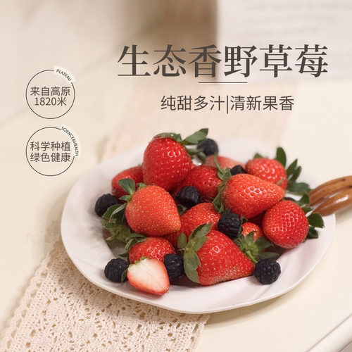 云南新鲜草莓礼盒香野隋珠草莓