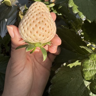 云南白草莓新鲜水果现摘现发梦之系列