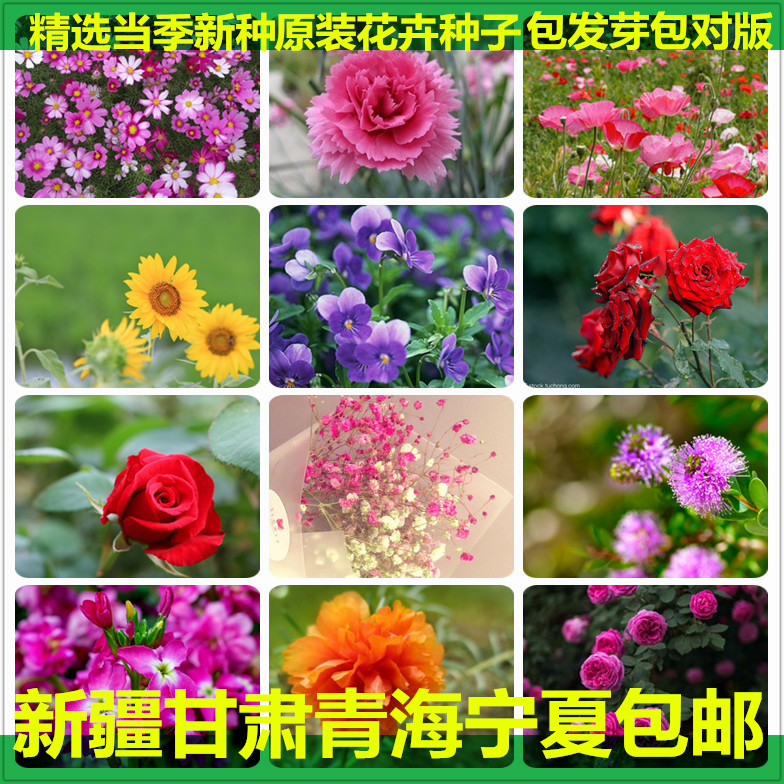 室外庭院鲜花种子花盆栽含羞草菊
