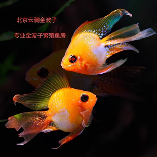 金波子蓝波子短鲷桃心长尾观赏鱼热带鱼荷兰凤凰鱼阿凡达