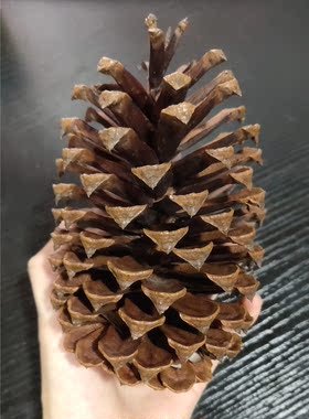 emlyn自家采摘天然diy装饰干花