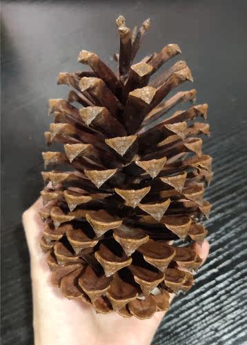 emlyn自家采摘天然diy装饰干花