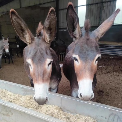 肉驴活苗毛驴驴子养驴技术驴驹小驴仔肉驴活体小毛驴活物肉驴崽