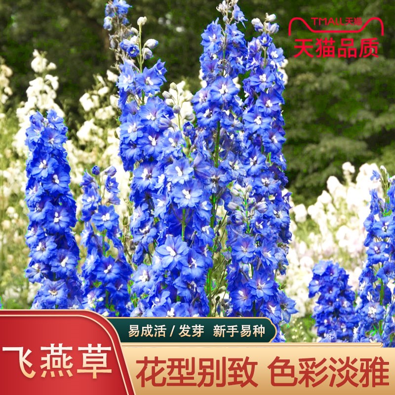 大花飞燕草四季易种活室外庭院秋天花种子秋播花卉种子春季种花草