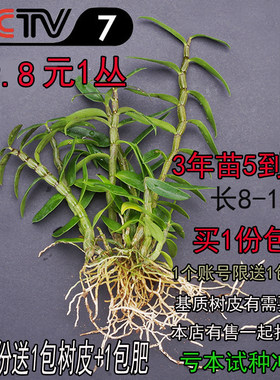 铁皮石斛瓶苗组培苗水培植物兰花