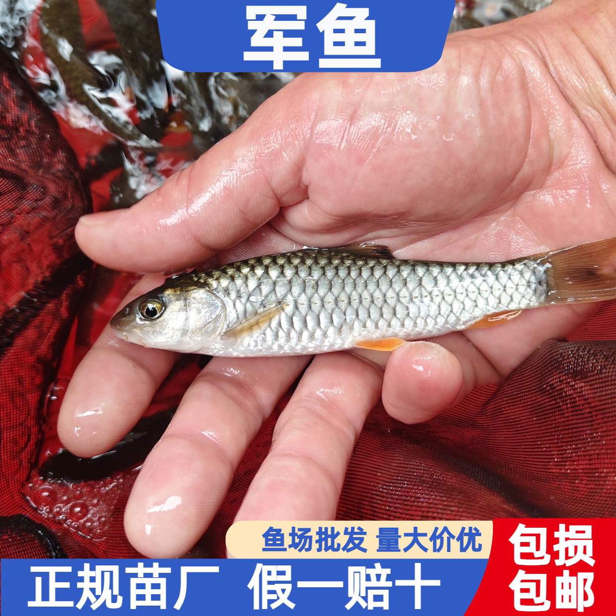 军鱼苗粗鳞光倒刺鲃黄娟鱼军鱼
