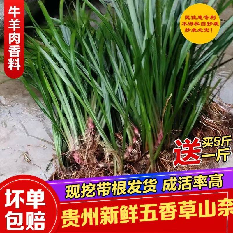 贵州山奈新鲜现采批发五香草三奈草牛肉香料去腥增香商用批发食用