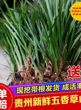 贵州山奈新鲜现采批发五香草三奈草牛肉香料去腥增香商用批发食用
