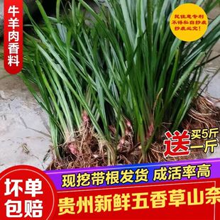 贵州山奈新鲜现采批发五香草三奈草牛肉香料去腥增香商用批发食用
