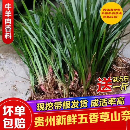 新鲜野生山奈现摘包邮