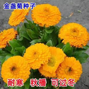 金盏菊种子长青花种子长生菊花籽四季播种开花庭院大金盏花种籽子