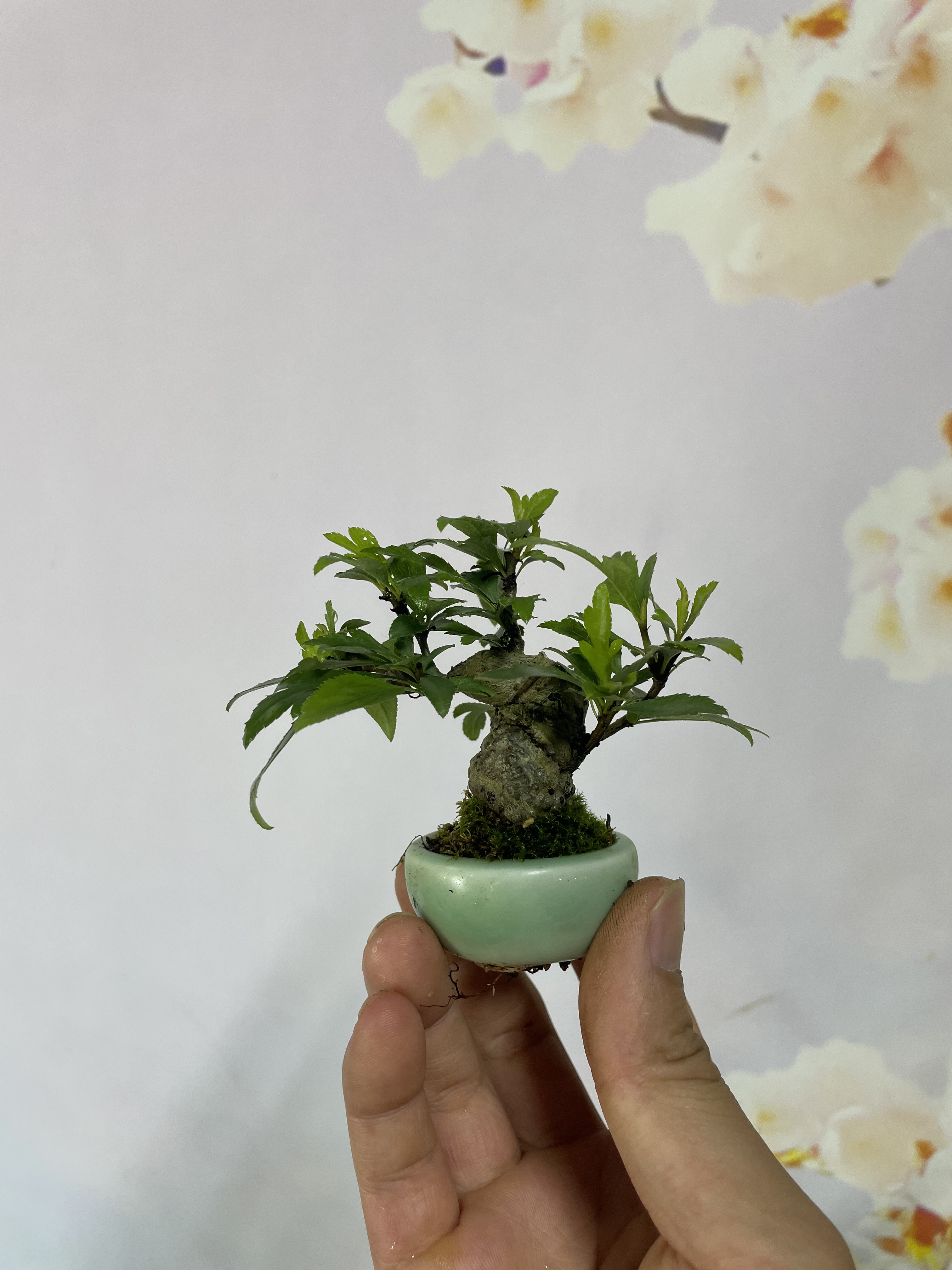 日本姬豆梨盆景造型桌面摆放