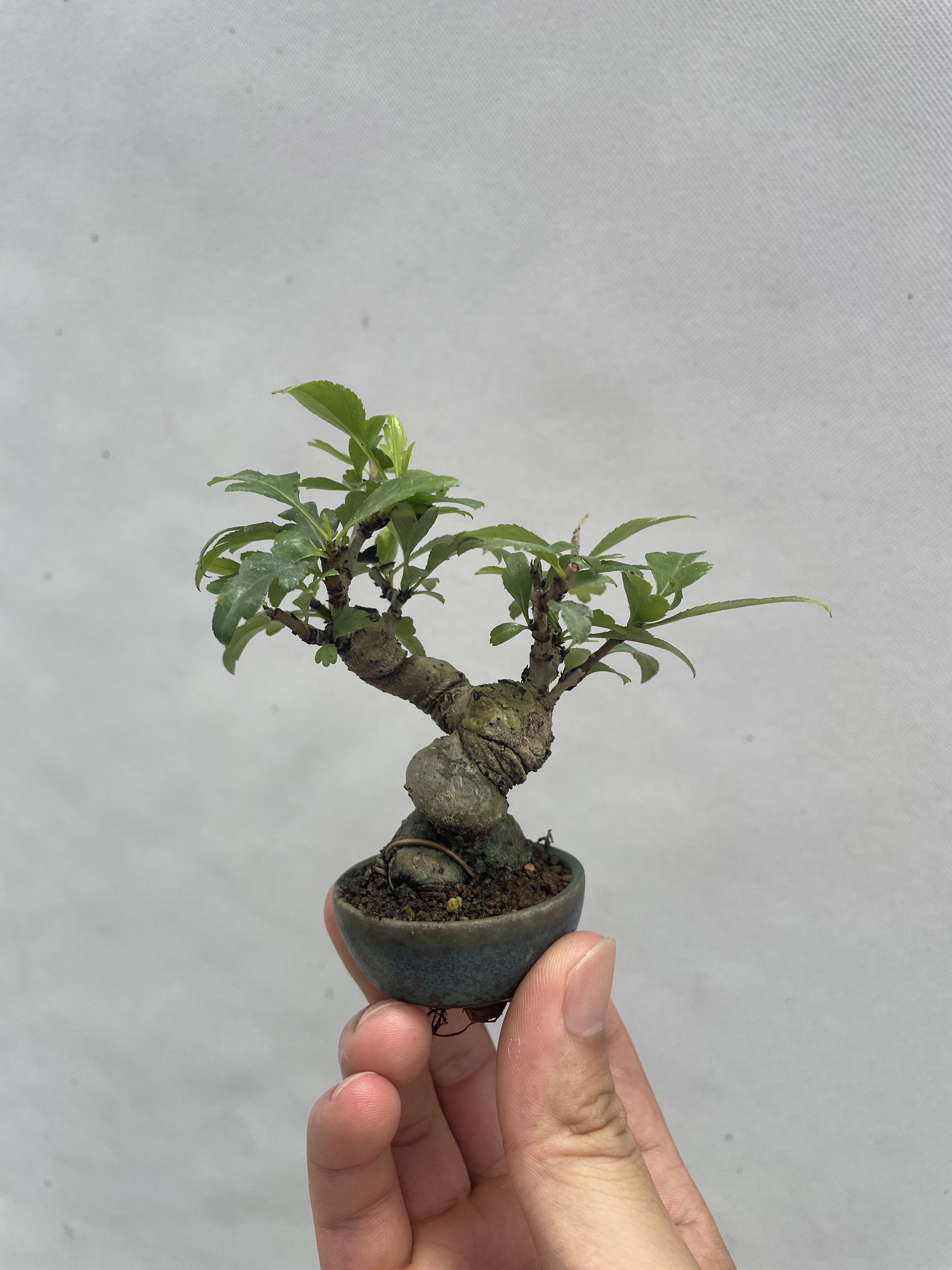 日本棠梨老桩，一物一拍。图片