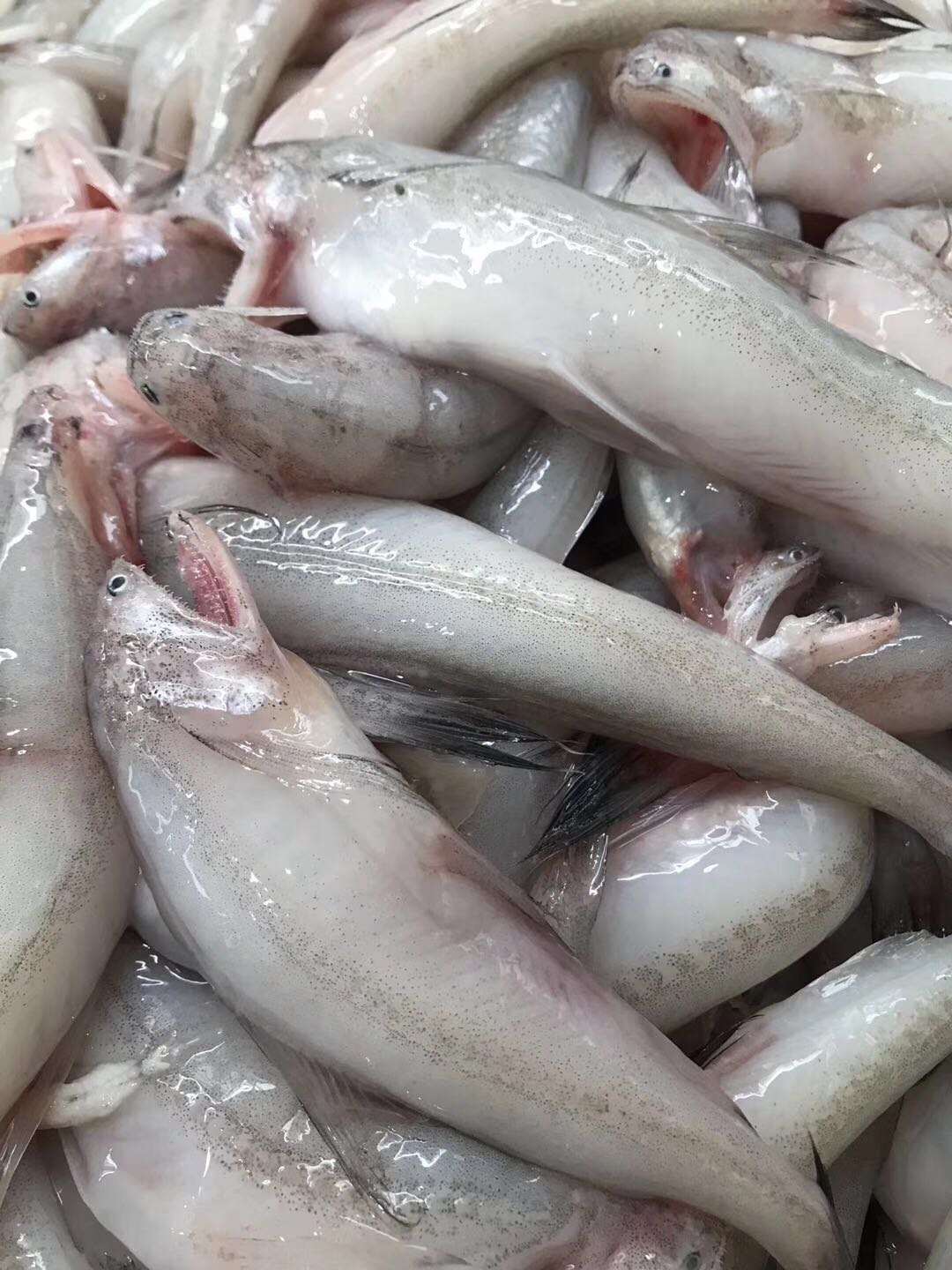 海捕龙头鱼新鲜豆腐鱼海鲜水产九肚鱼可烧烤九肚鱼