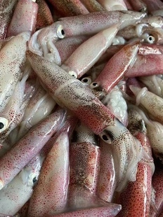 南澳海鲜宅鱿笔管鱼东山小管鱿鱼鲜活一口鱿冷冻水产新鲜海兔子