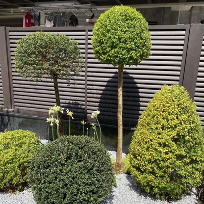 金叶亮晶女贞棒棒糖球型造树