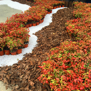 火焰南天竹柠檬暮光之城树苗盆栽阳台庭院花境观叶耐热耐寒植物