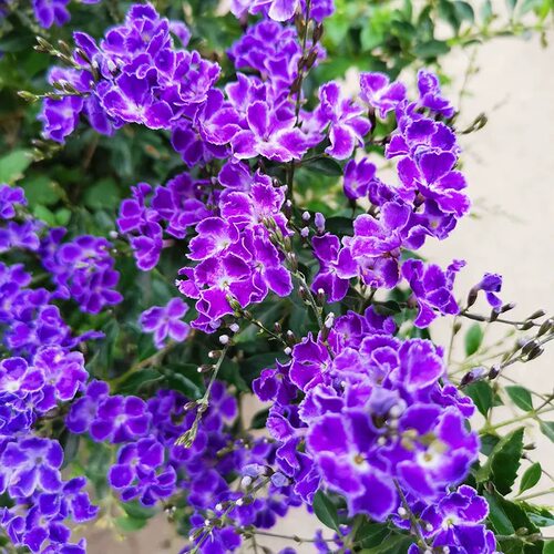 蕾丝金露花全年都开花巧克力香味