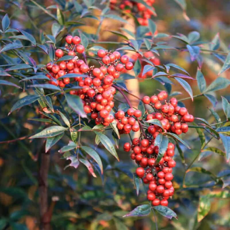 老袁丁花园南天竹盆栽苗