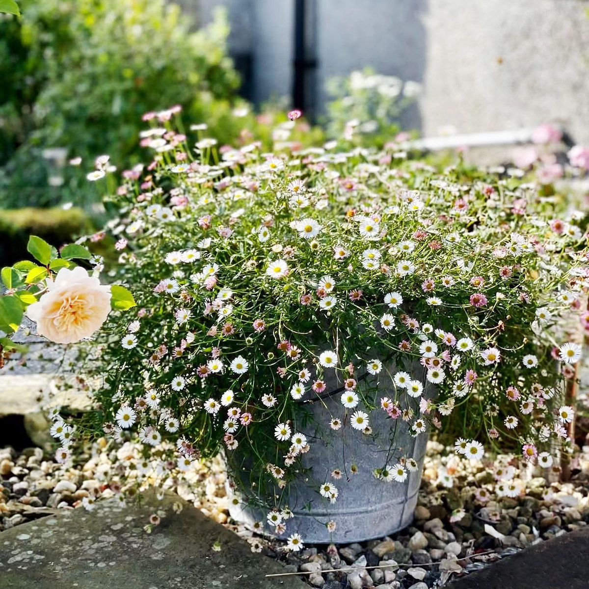 西班牙小雏菊盆栽花苗墨西哥飞蓬草宿根草多年生易活庭院开花植物