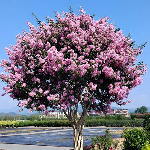 紫薇花盆栽樱桃摩卡盆景树苗多年生地栽耐热耐晒百日红花镜植物