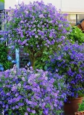 蓝色的花茄花卉花苗盆栽丰花灌木多年生四季开花带花苞阳台庭院植