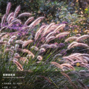 紫叶狼尾草盆栽花苗大布尼火焰紫穗羽绒小免子金红羽尾巴庭院植物