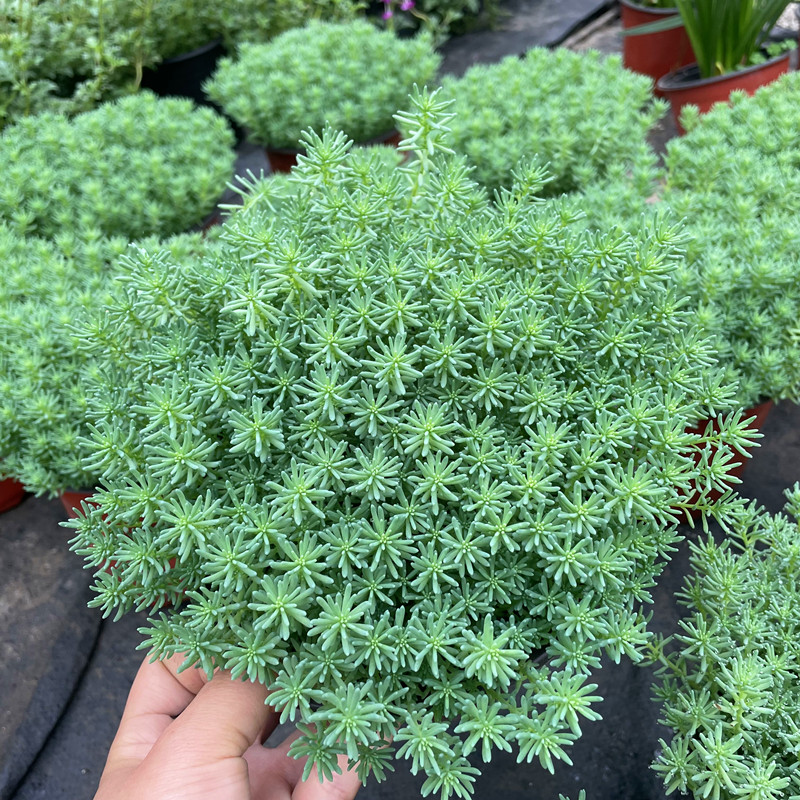 中华景天草植物花境地被植物耐热耐寒庭院阳台花镜百搭草铺地遮土