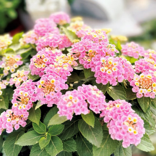 五色梅盆栽花苗带花发货粉白紫黄