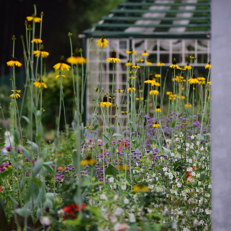 蒲棒菊盆栽耐寒庭院户外花境植物