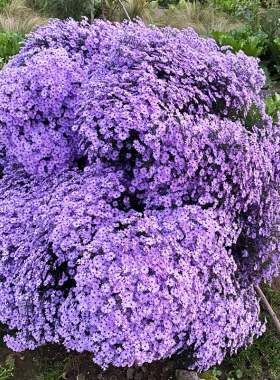 荷兰菊翠菊姬小菊大小苗盆栽紫苑妮可小卡罗伊娃矮生重瓣耐热耐寒