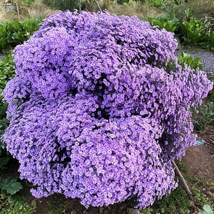 荷兰菊翠菊姬小菊大小苗盆栽紫苑妮可小卡罗伊娃矮生重瓣耐热耐寒