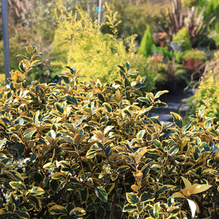老袁丁花园金边埃比胡颓子耐寒耐热观叶绿化景观彩叶常绿花园庭院