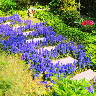 姬十二单多花筋骨草金叶粉花霓虹灯紫叶巧克力庭院花境地栽盆栽苗